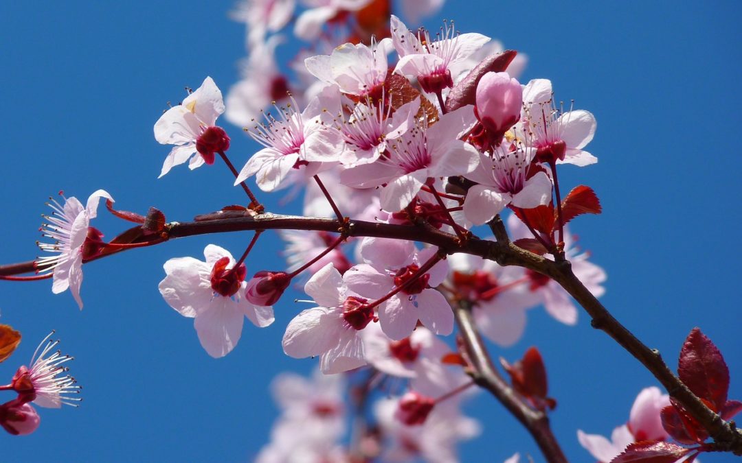 Almond Blossom Tree - Lens on Leading: Notes from Antony