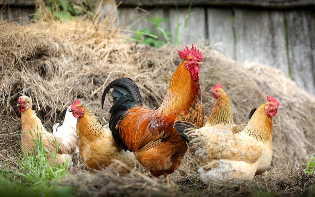 Chickens and a Sense of Place and Purpose