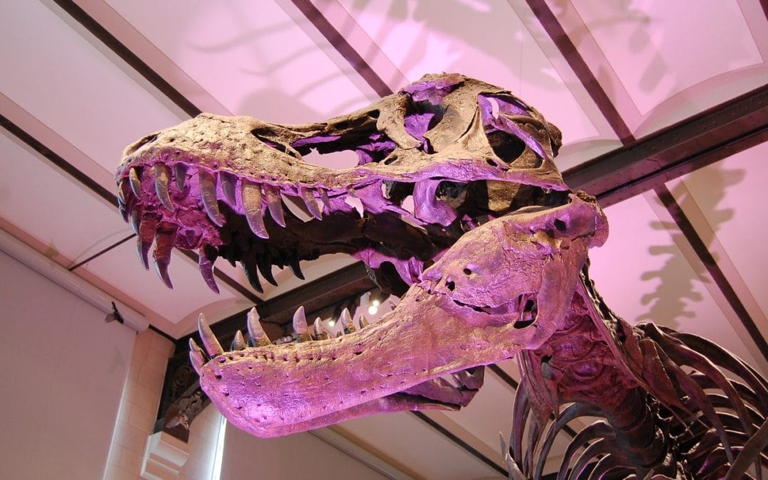 Dinosaur in Science Museum - Lens on Leading: Notes from Antony